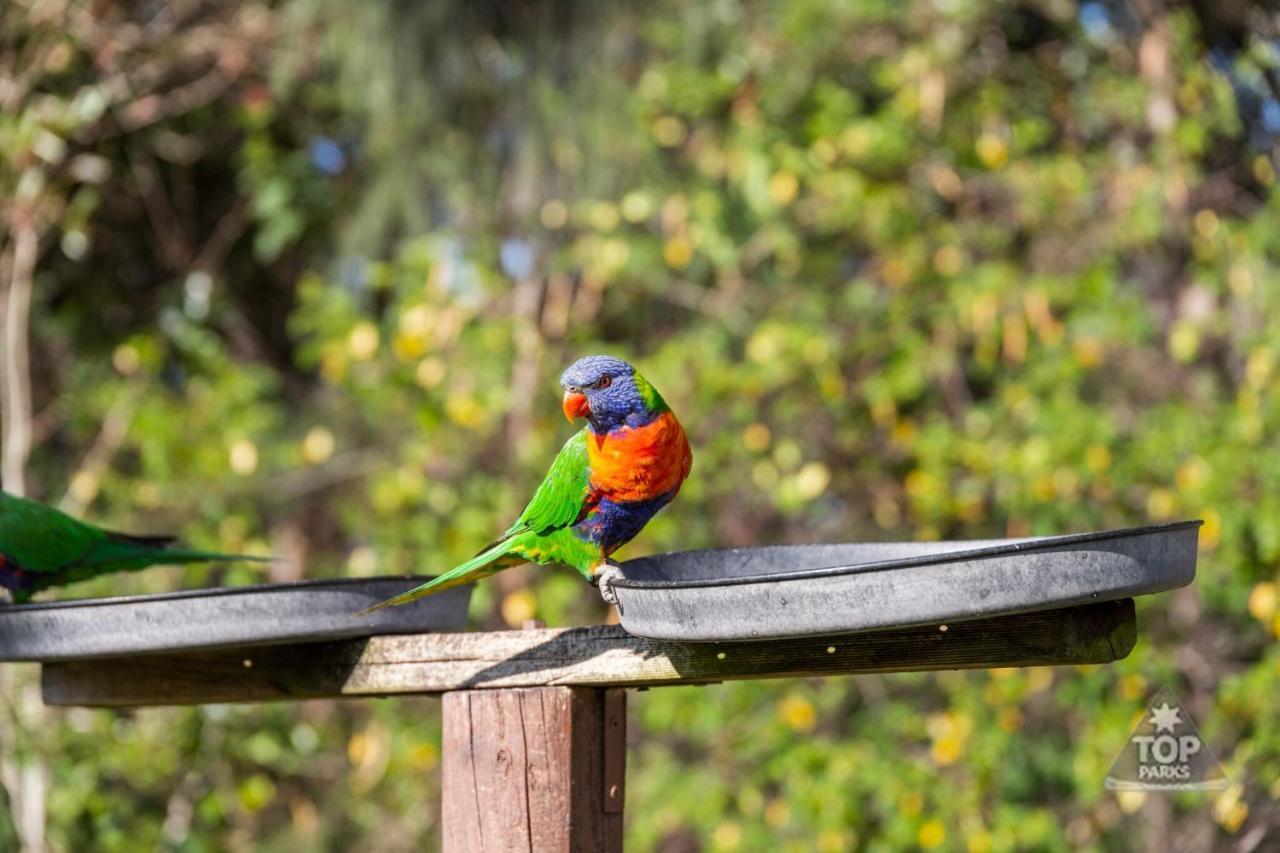Lorikeet Holiday Park Arrawarra Exterior photo
